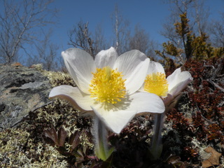 Mogop i full blomst