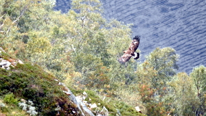 Kongeørn over Gjønavatnet