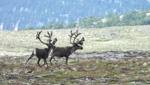 To flotte reinsbukker!