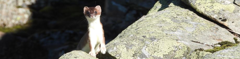 En nysgjerrig røyskatt stikker hodet fram